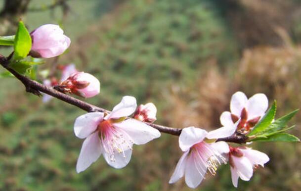 桃李芬芳是什么意思