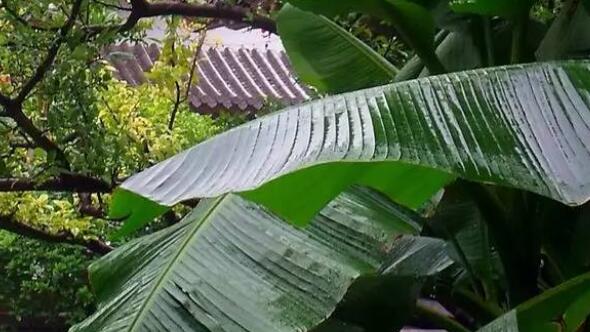 雨打芭蕉什么意思