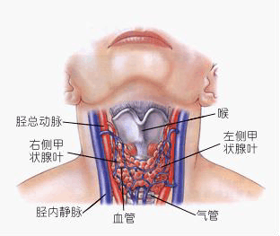 甲亢症状有哪些症状